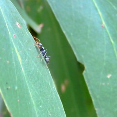 Myrmecia