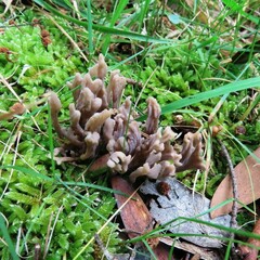 Clavulina vinaceocervina