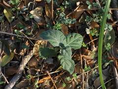 Calyptocarpus vialis