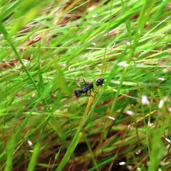 Myrmecia