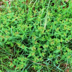 Hypericum gramineum