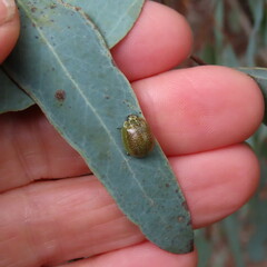 Paropsisterna m-fuscum