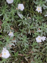 Convolvulus cneorum