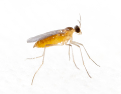 Sciaroidea