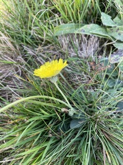 Pilosella officinarum