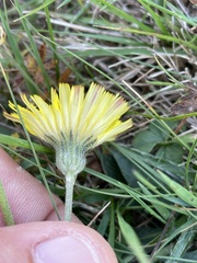 Pilosella officinarum