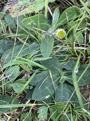 Pilosella officinarum