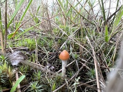 Psilocybe azurescens