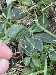 Pilosella officinarum