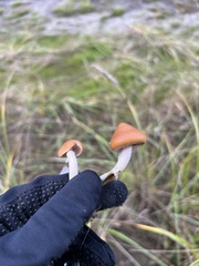 Psilocybe azurescens
