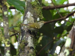 Phylloscopus claudiae