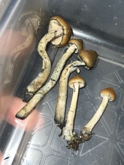 Psilocybe azurescens