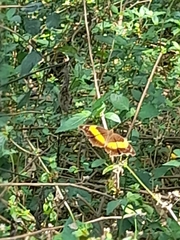 Yoma sabina