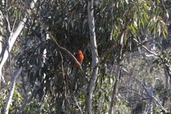 Platycercus icterotis