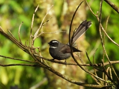 Rhipidura albicollis