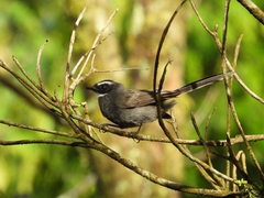 Rhipidura albicollis