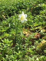 Lilium longiflorum