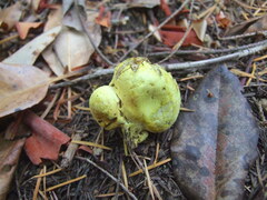 Truncocolumella citrina