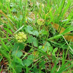 Hydrocotyle laxiflora