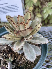 Kalanchoe tomentosa