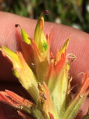 Castilleja peirsonii