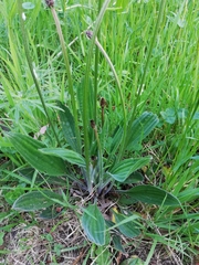 Plantago