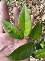 Diospyros fasciculosa