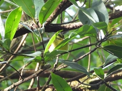 Phylloscopus ricketti