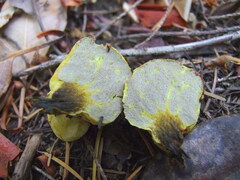 Truncocolumella citrina