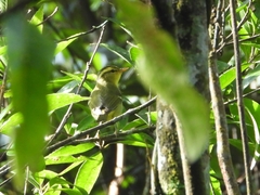 Phylloscopus ricketti
