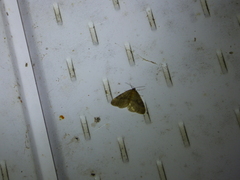 Operophtera bruceata