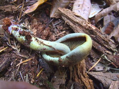 Gymnopilus punctifolius