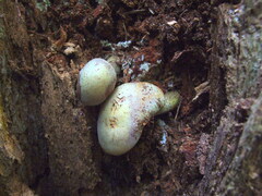 Gymnopilus punctifolius