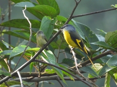 Pericrocotus solaris