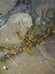Epilobium nummulariifolium