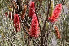 Hakea francisiana
