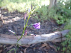 Arthropodium
