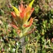 Peirson's Paintbrush - Photo (c) Damon Tighe, some rights reserved (CC BY-NC), uploaded by Damon Tighe