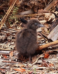 Gallirallus australis australis