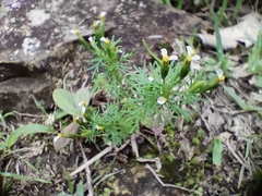 Tagetes filifolia