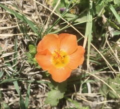 Modiolastrum malvifolium