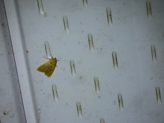Achyra rantalis