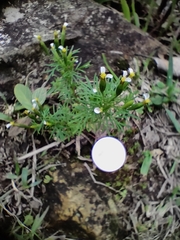 Tagetes filifolia