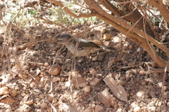 Sericornis maculatus