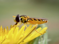 Sphaerophoria macrogaster
