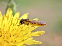 Sphaerophoria macrogaster