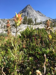 Castilleja peirsonii