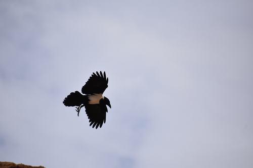 Pied Crow