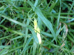 Oxalis pes-caprae