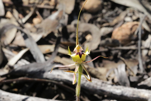 Image of Caladenia falcata by no rights reserved
